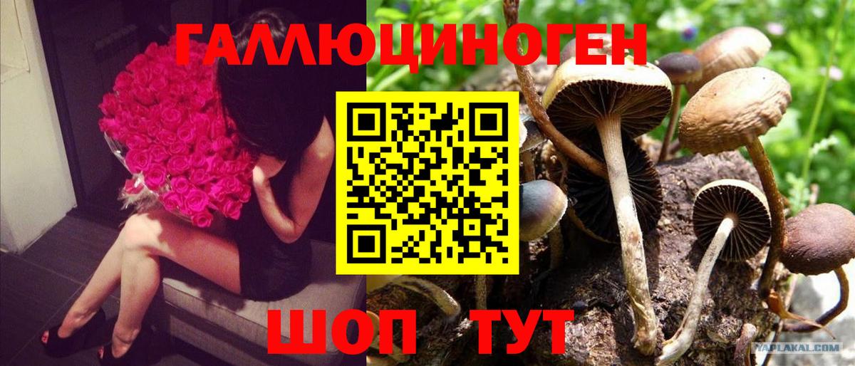 Можга  наркотики  Вход с VPN  Псилоцибиновые грибы мицелий 